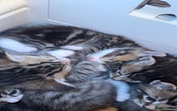 American Shorthair cats for sale: 🐾 Adorable American Shorthair Kittens! 🐾 - Image 5