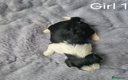 Biewer Terrier dogs for sale: Yorkshire Biewer Terriers Puppies - Image 4