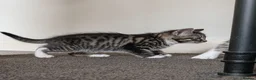 Mixed Breed cats for sale: 5 beautiful kittens for sale - Advert 4