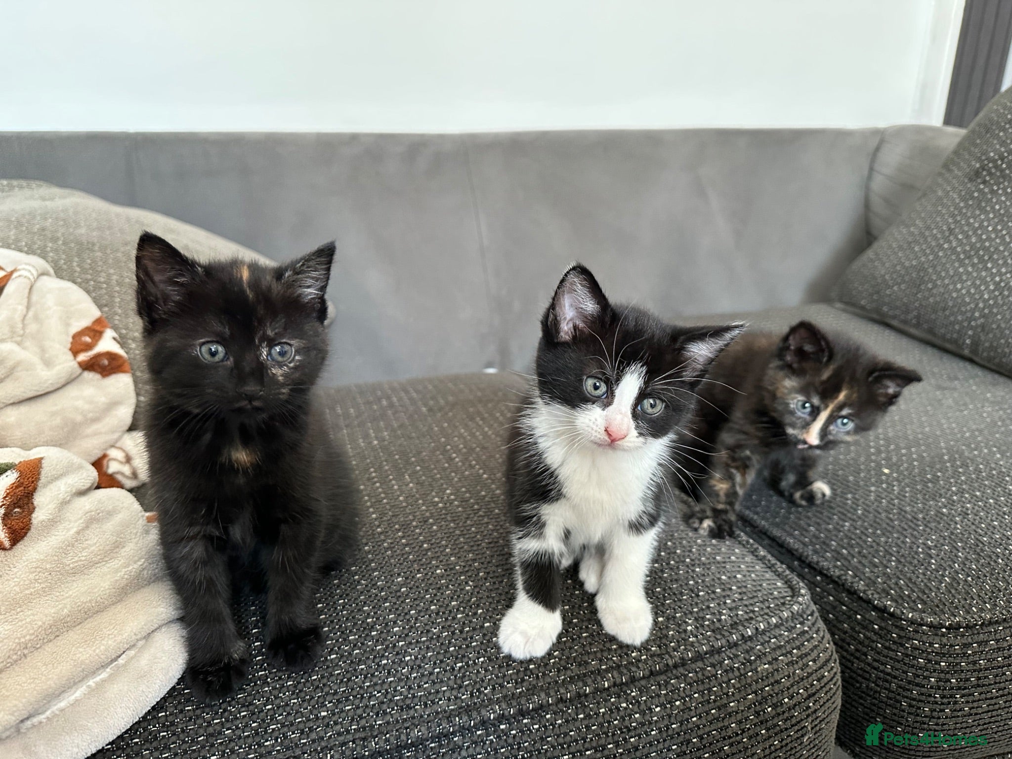 Mixed Breed cats 3 female baby cat  - Advert 2
