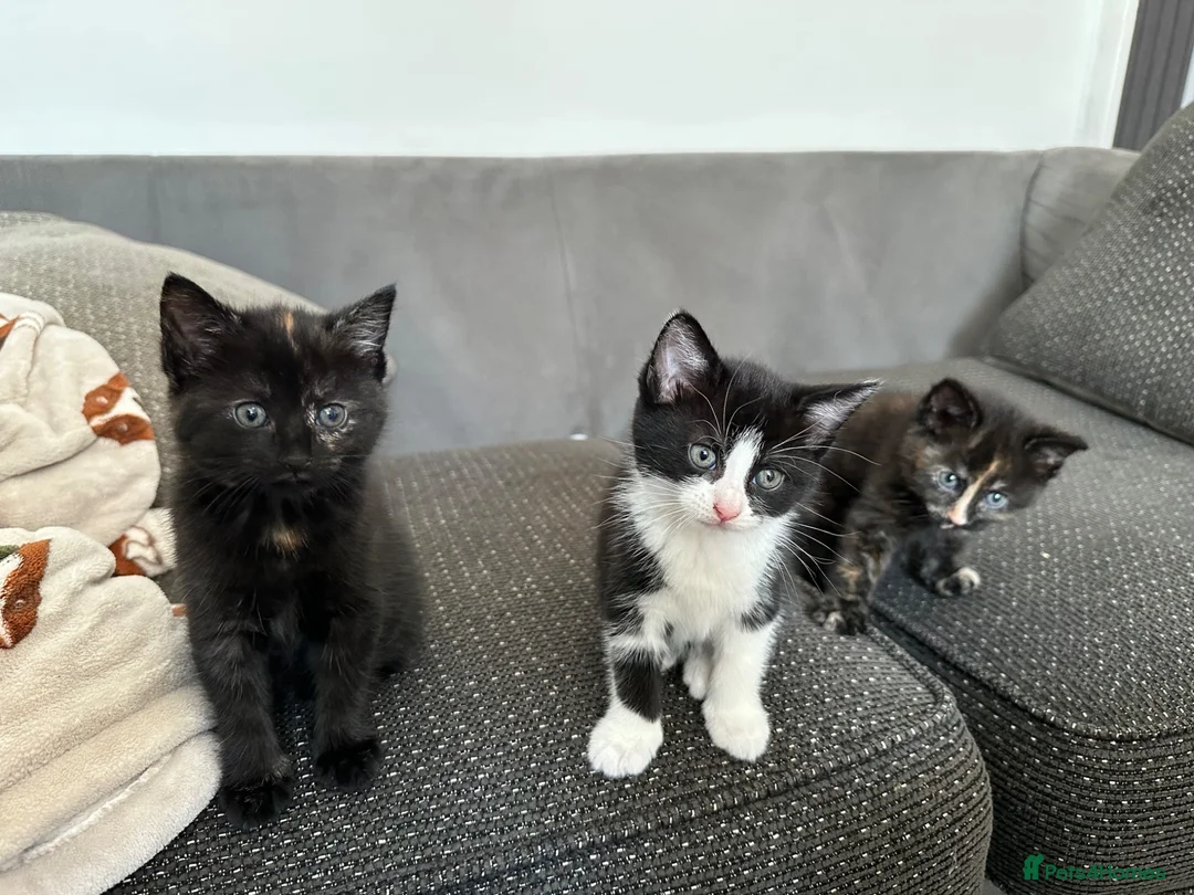 Mixed Breed cats for sale: 3 female baby cat  - Advert 1