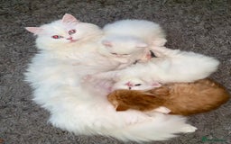 Persian cats for sale: Persian female kitten Lily  - Image 7