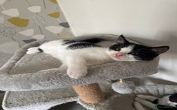 British Shorthair cats for sale: 7 kittens just turned 8 weeks  - Image 9