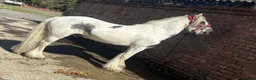 Tinker horses for sale: 12.2hh ride and drive stepping cob - Advert 7
