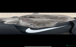 British Shorthair cats for sale: 2 british shorthair and ragdoll mix for sale!  - Image 1