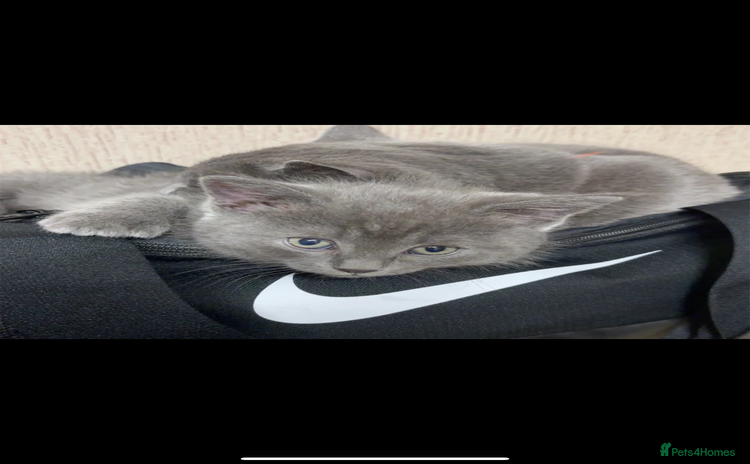 British Shorthair cats - Advert 1