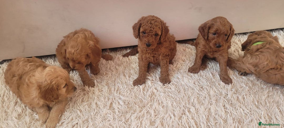 Cockapoo dogs for sale: 2nd generation cockapoo pups - Image 9