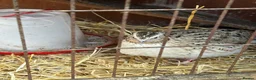 Quail poultry for sale: Coturnix quail - Advert 10