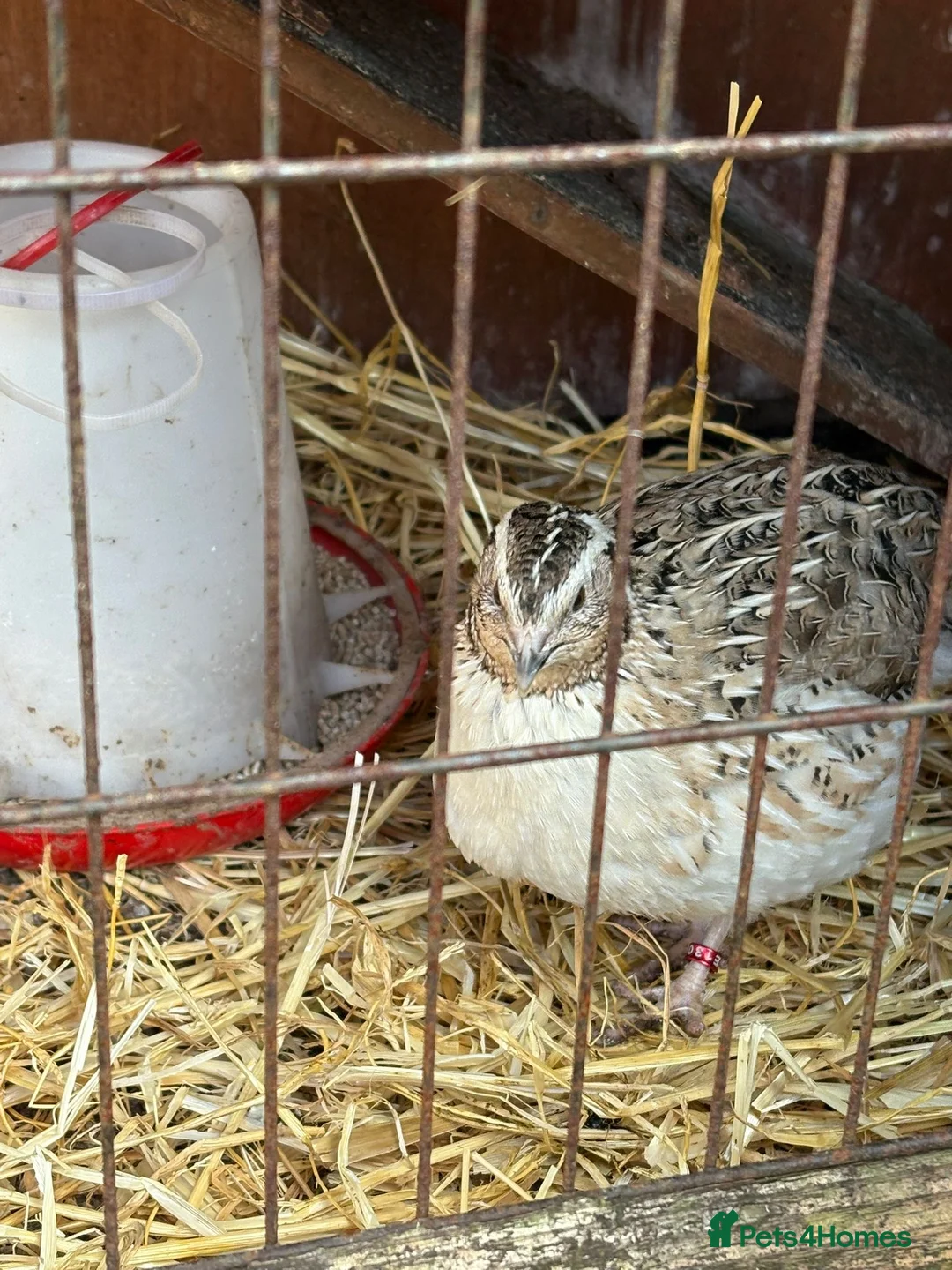 Quail poultry for sale: Coturnix quail - Advert 10