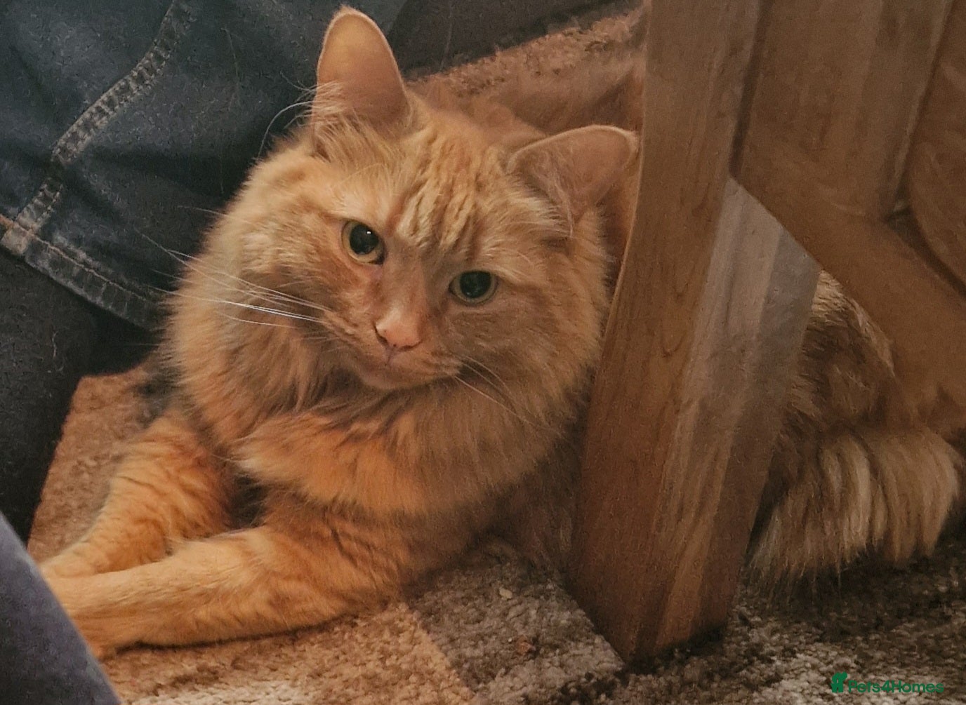 Mixed Breed cats Beautifull girl needs a new no pet household - Advert 4