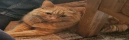 Mixed Breed cats for sale: Beautifull girl needs a new no pet household - Advert 1