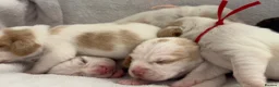 Beagle dogs for sale: Health Tested & Kennel Club Registered Beagle Pups - Advert 16