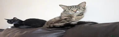 British Shorthair 1