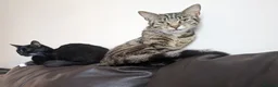 British Shorthair cats for sale: Beautiful 3 year old cat £10 - Advert 2