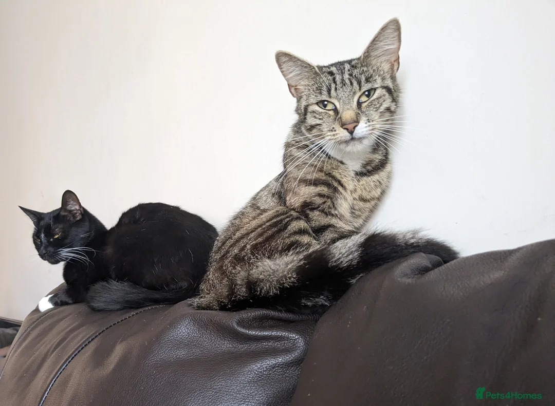 British Shorthair cats for sale: Beautiful 3 year old cat £10 - Advert 2