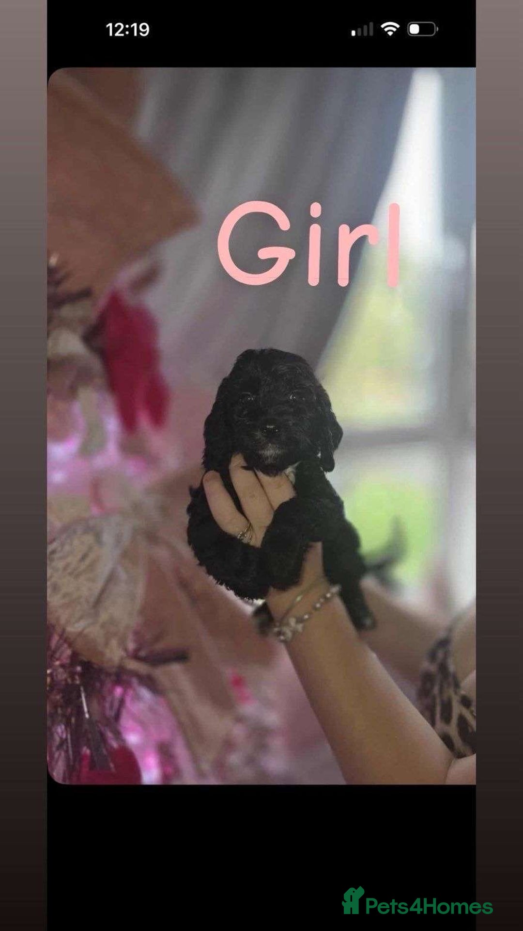 Cockapoo dogs for sale: 8 beautiful F1 cockerpoos. 6 weeks old - Advert 9