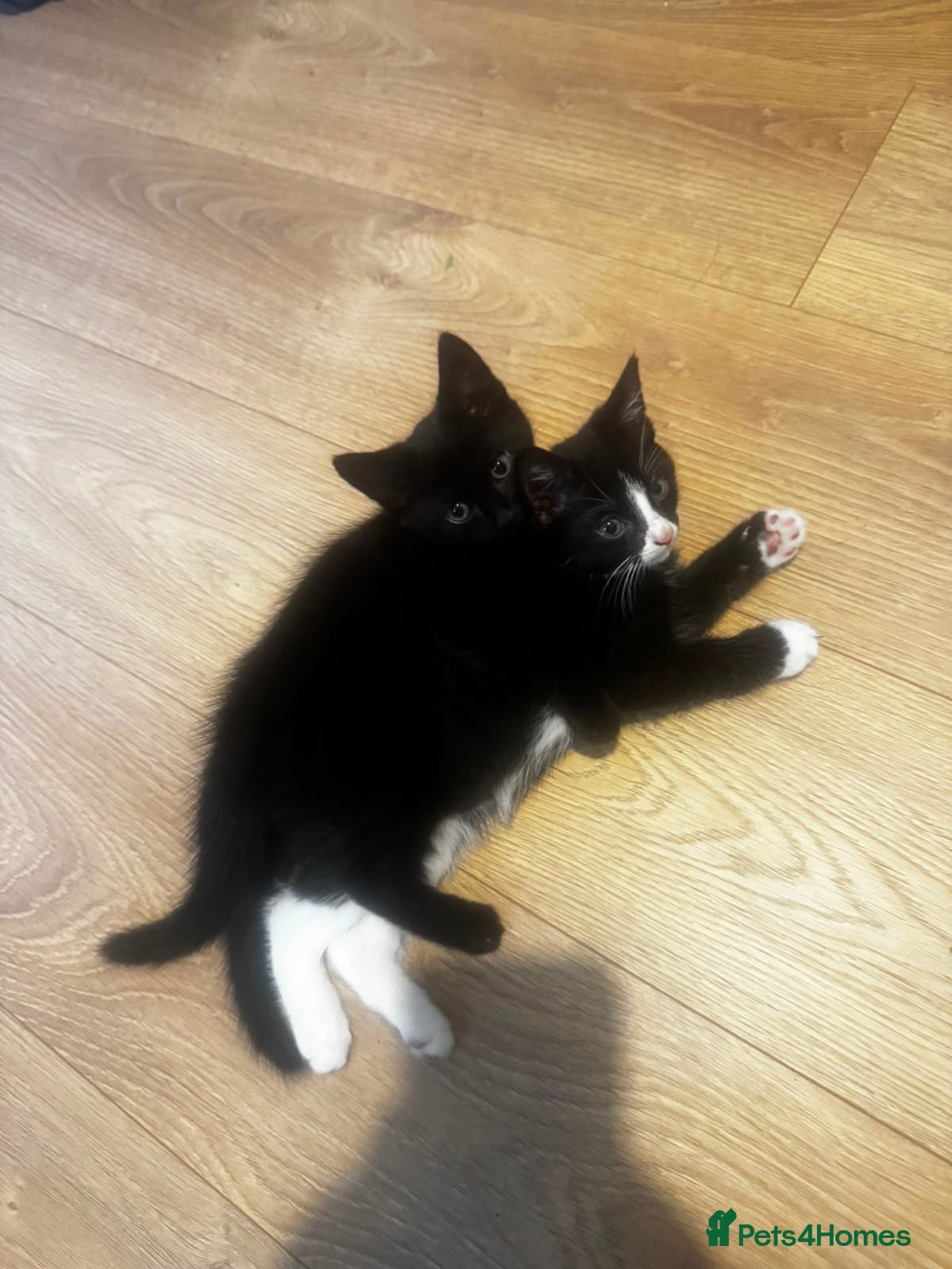 Mixed Breed cats Kittens ready now  - Advert 2
