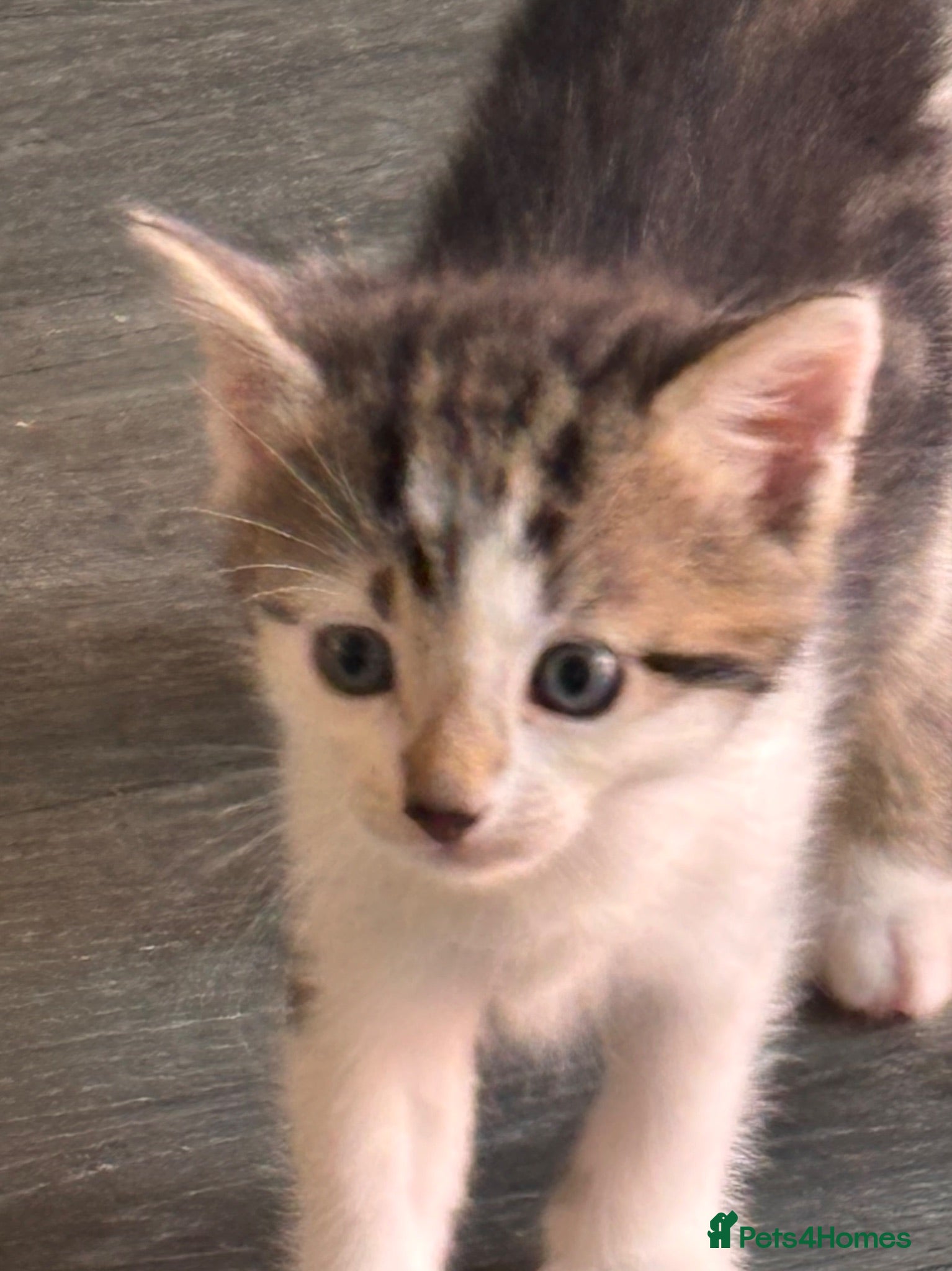 Mixed Breed cats 2 Left…Grey Tabby(boy) and Calico(girl) - Advert 2