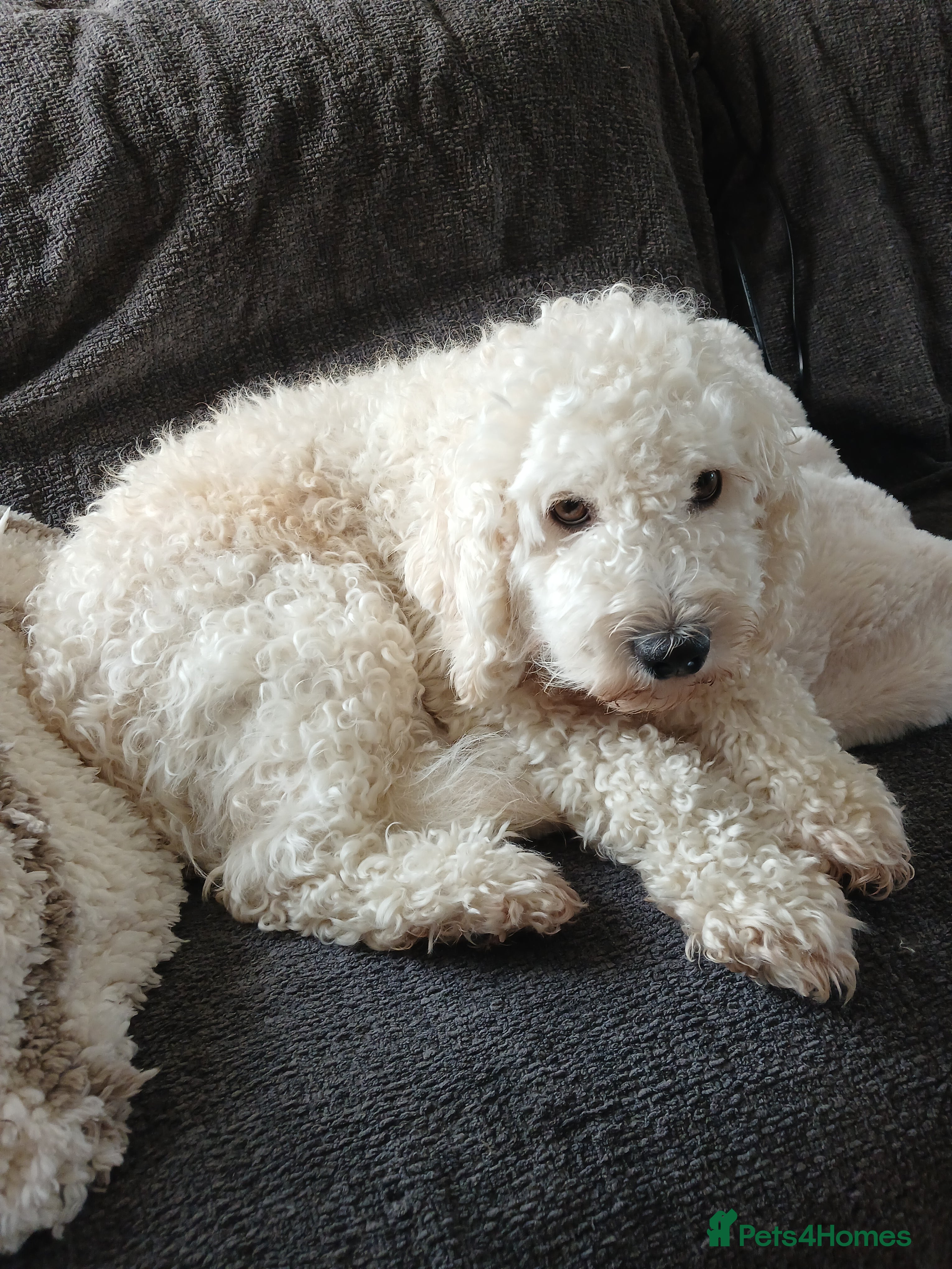 Cockapoo dogs Toy Cockapoo Puppies Looking for Loving Homes - Advert 3