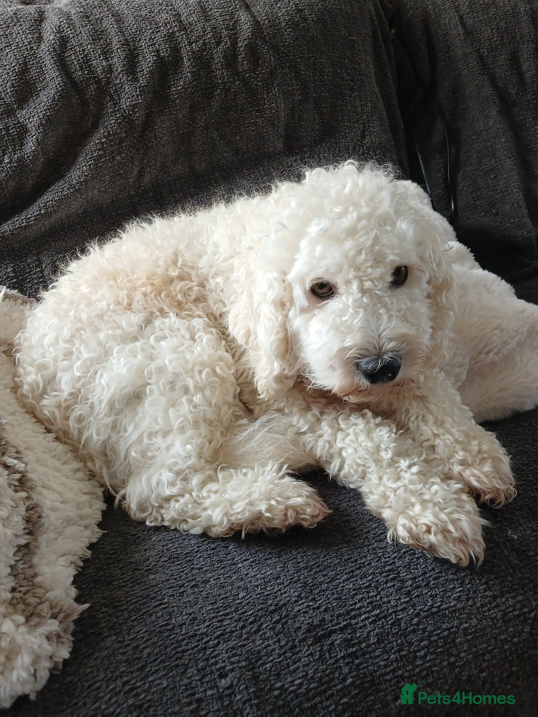 Cockapoo dogs for sale: Toy Cockapoo Puppies Looking for Loving Homes - Advert 9