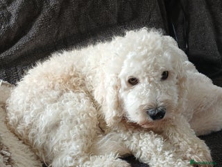 Cockapoo dogs Toy Cockapoo Puppies Looking for Loving Homes - Advert 3