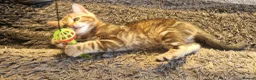 Mixed Breed cats for sale: Half bengal kittens - Advert 3
