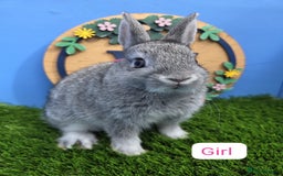 Netherland Dwarf rabbits for sale: Netherland Dwarf Baby Rabbits Male Female Doe Buck - Image 4