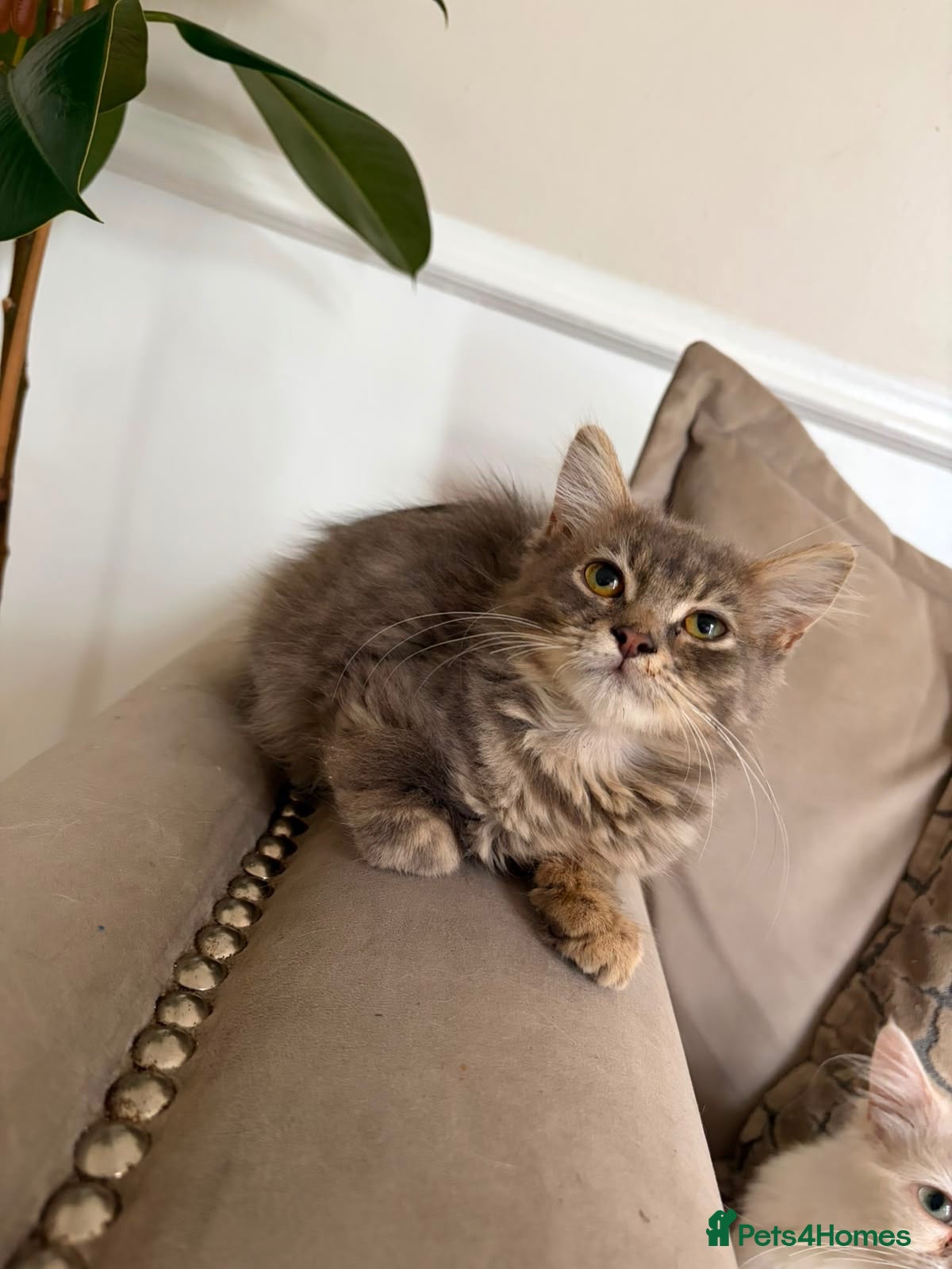 Maine Coon cats 2 grey main coone boys  - Advert 1