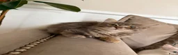 Maine Coon cats for sale: 2 grey main coone boys  - Advert 1