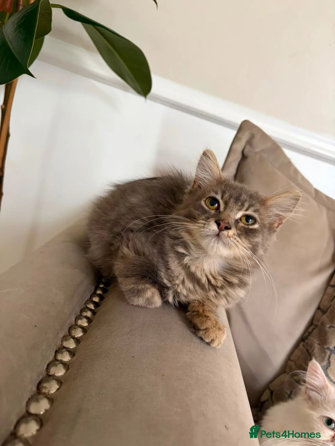 Maine Coon cats for sale: 2 grey main coone boys  - Advert 1