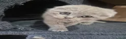 Scottish Fold cats for sale: Scottish kitten lilac blue, ready now, girl boy - Advert 16