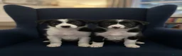 Border Collie dogs for sale: ☀️Ready-Stunning Border Collie Puppies☀️ - Advert 3