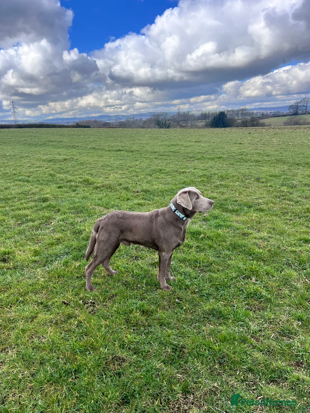 Labrador Retriever dogs for stud: STUNNING SILVER LABRADOR AVAILABLE FOR STUD - Advert 15