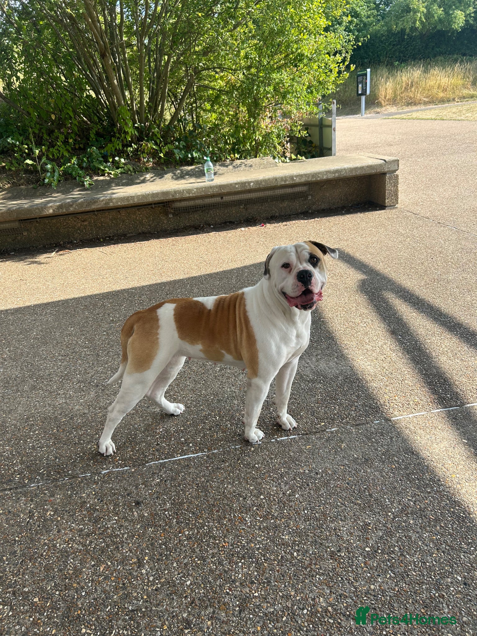 American Bulldog dogs for sale: American bulldog Scott type female 3 years old - Advert 1
