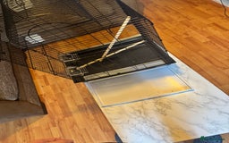 Budgerigars birds for sale: Male & female budgies  - Advert 4