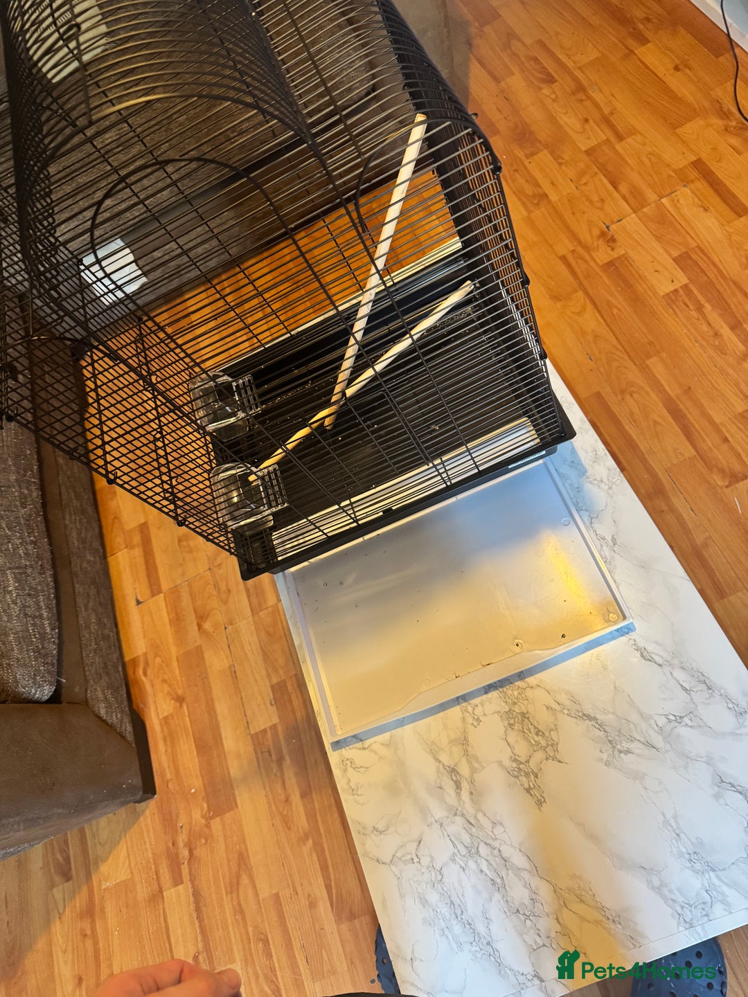 Budgerigars birds for sale: Male & female budgies  - Advert 4