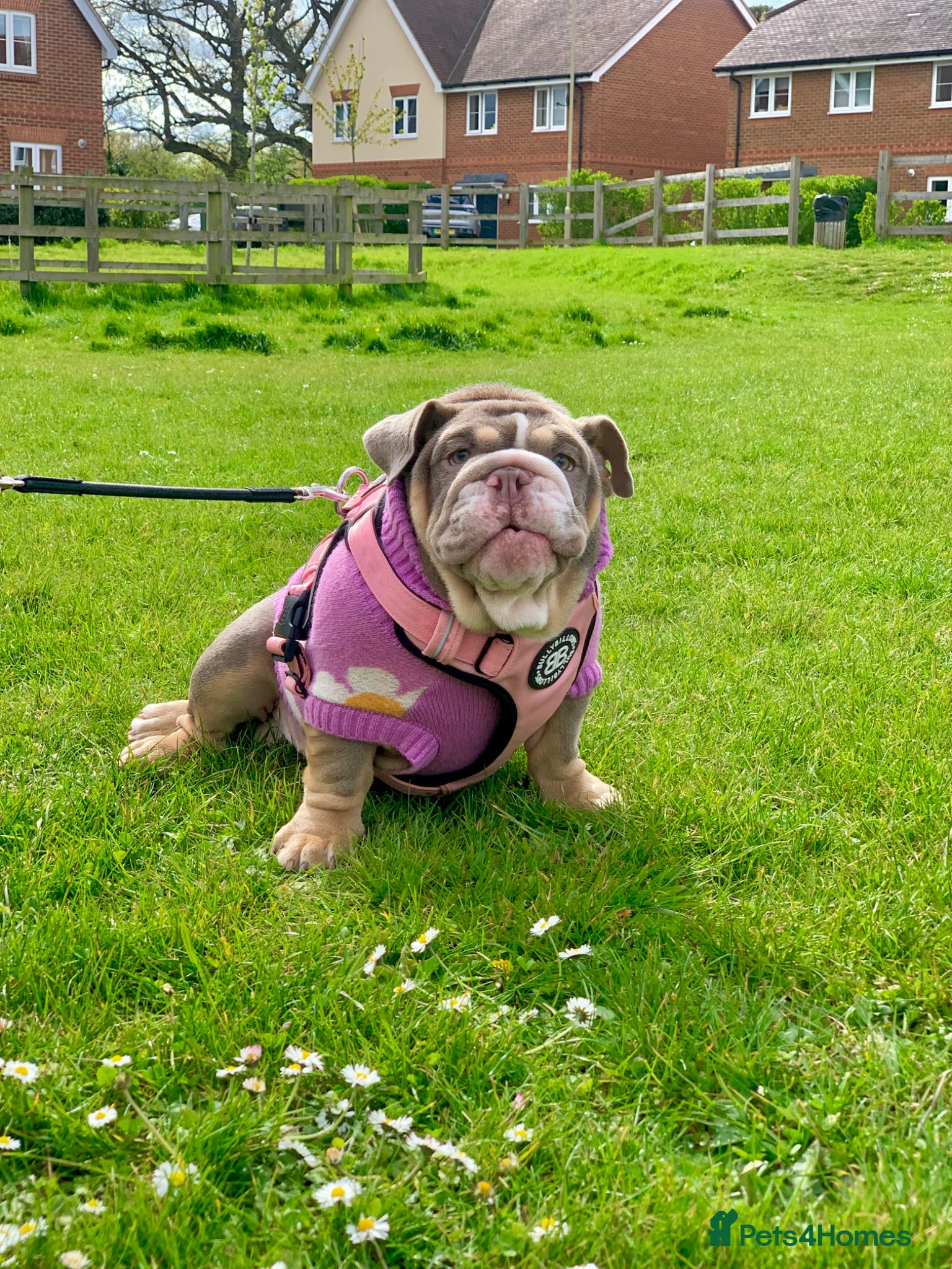 English Bulldog dogs for sale: 14 months old English Bulldog and 7 months old gir - Advert 3