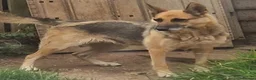 German Shepherd dogs for sale: German Shepherd Female 3.5 years old - Advert 4