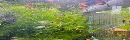 Platies fish for sale: Beautiful small Platy, Guppy Molly &Pleco-HobbyTK - Advert 15