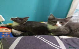 Maine Coon cats for sale: Two beautifull Maine conn boys - Image 1