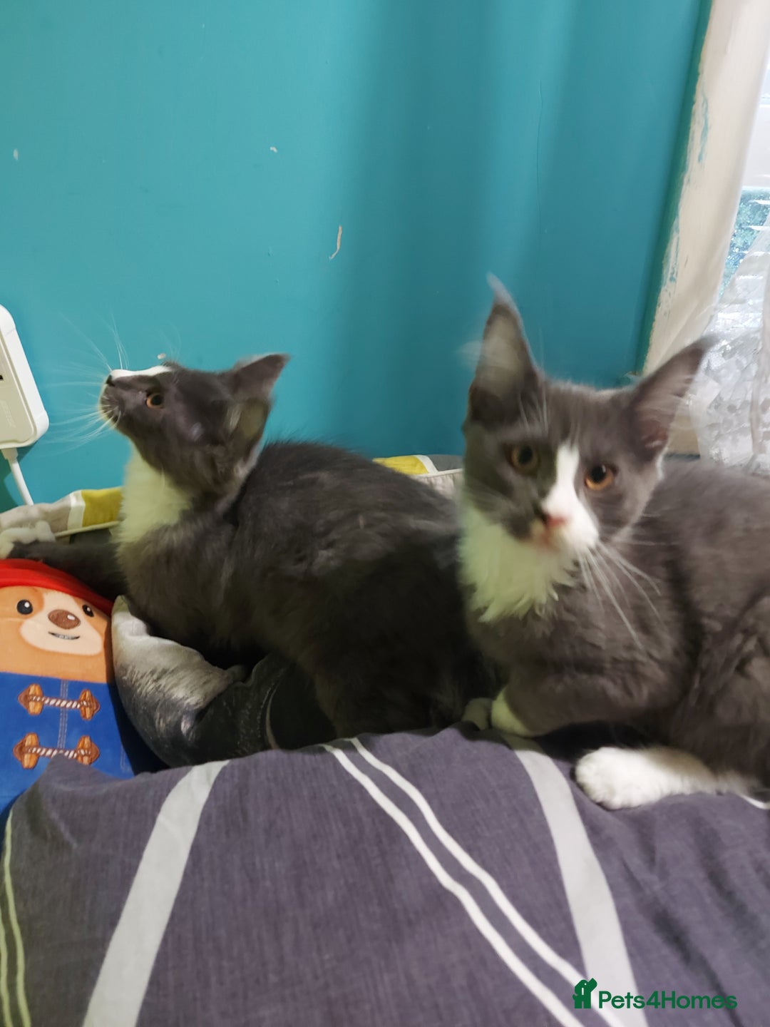 Maine Coon cats for sale: Two beautifull Maine conn boys - Image 1