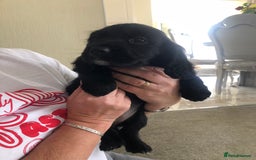 Cocker Spaniel dogs for sale: Cocker spaniels  - Image 7