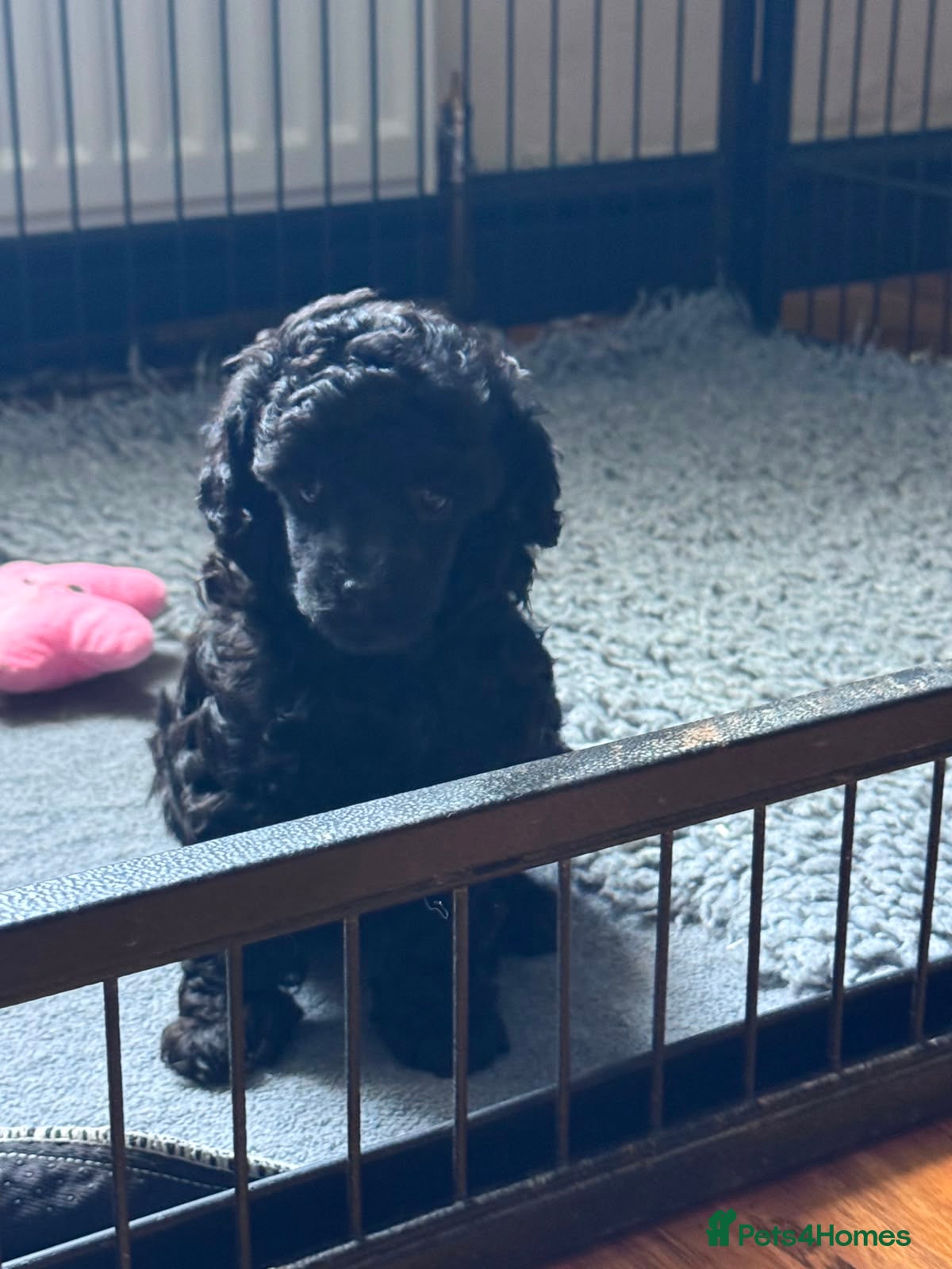 Toy Poodle dogs KC Reg True size Toy poodles Ready Now - Advert 12