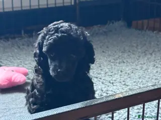 Toy Poodle dogs KC Reg True size Toy poodles Ready Now - Advert 12