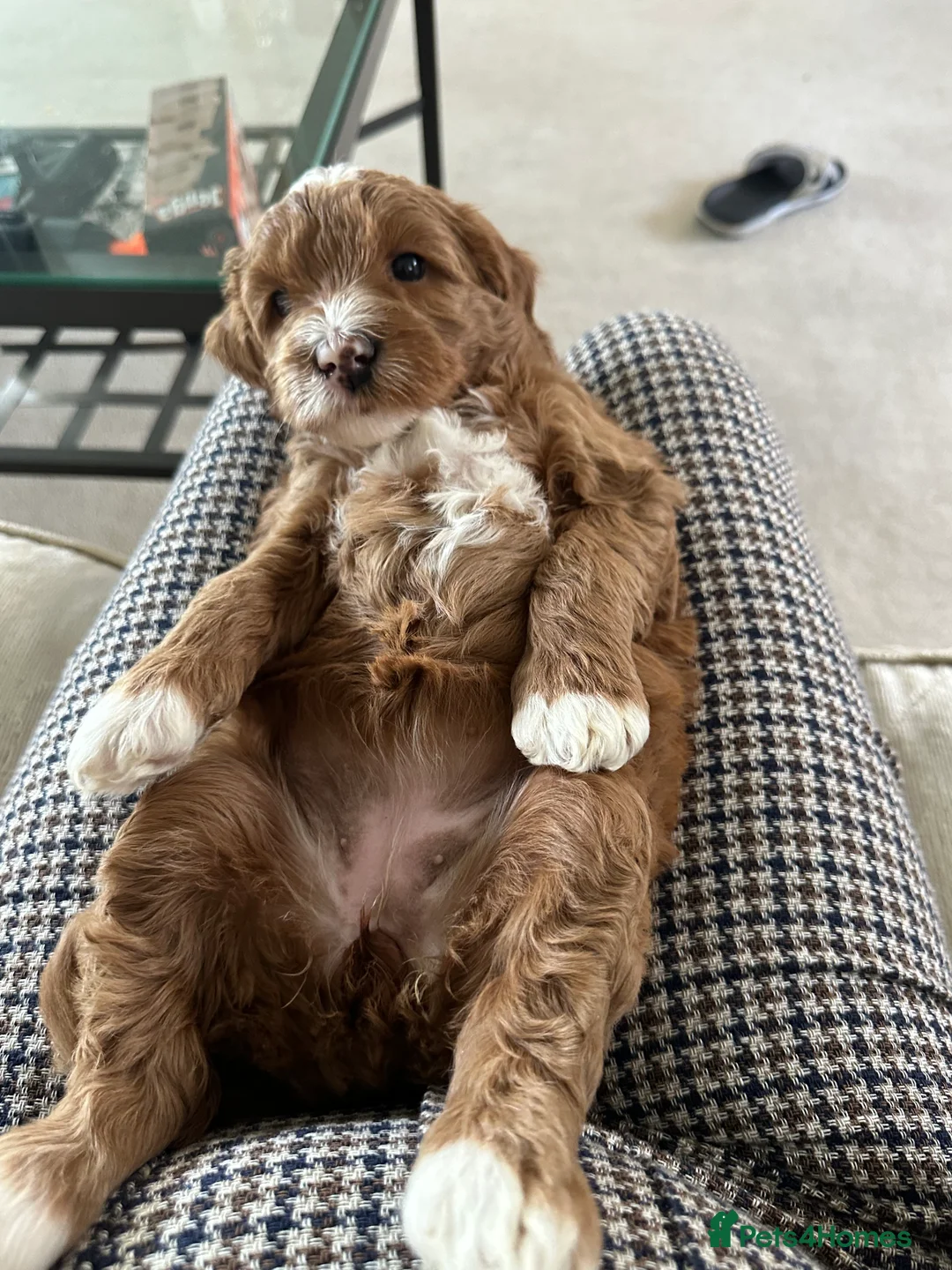 Australian Labradoodle dogs for sale: WAITING LIST Australian Labradoodles - RED & TUX  - Advert 12