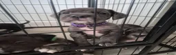 Mixed Breed dogs for sale: Gorgeous springer cross cane corso puppies - Advert 3