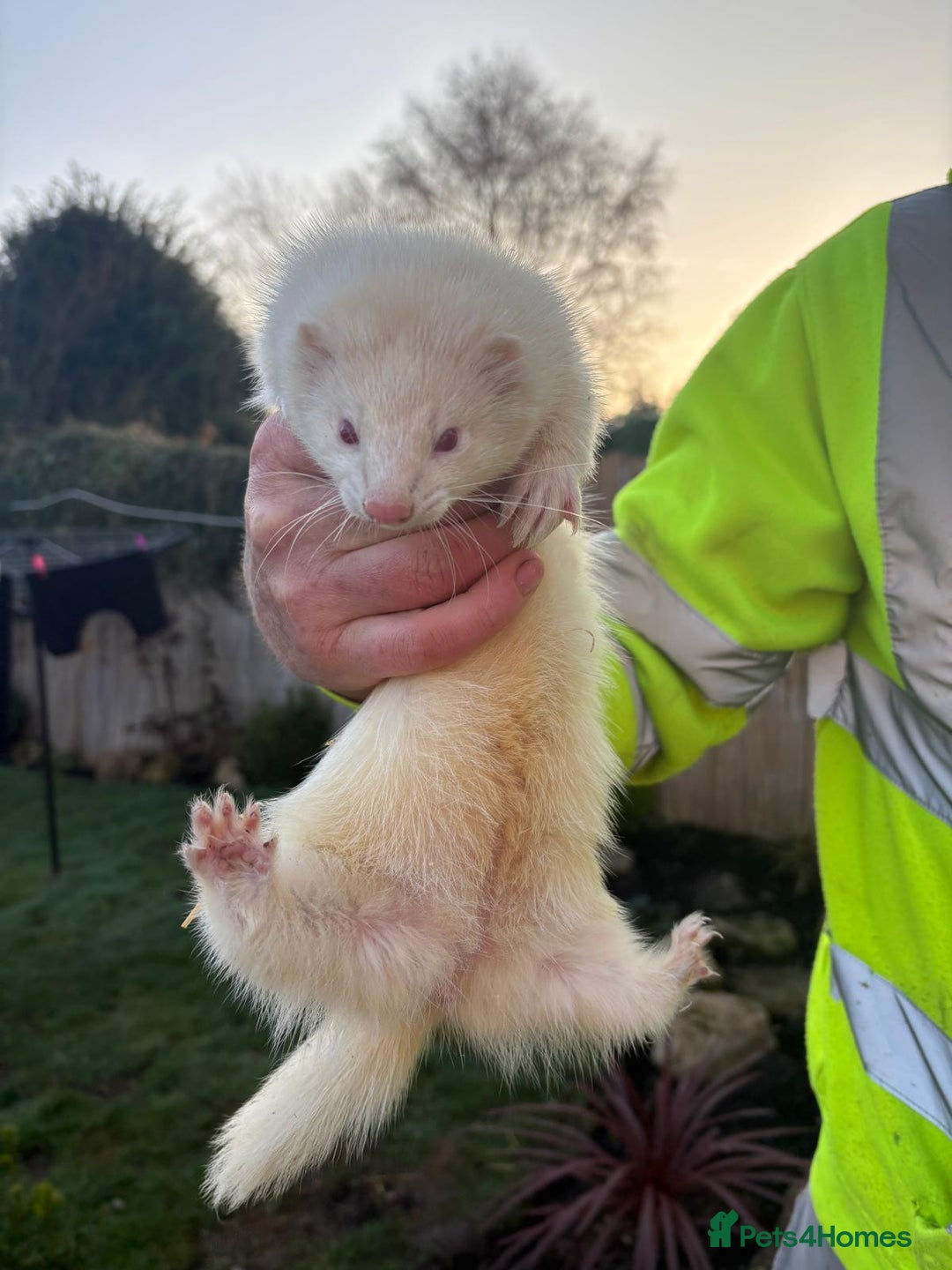 Ferret Association Ferret Rescues Near Me Rehoming Ferret Welfare