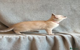 Ragdoll cats for sale: 6 Beautiful Ragdoll x Bengal kittens - Image 26
