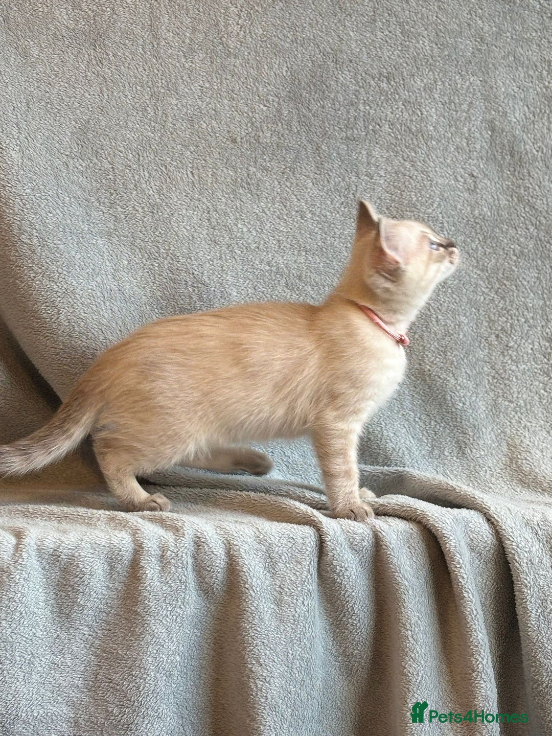 Ragdoll cats for sale: 6 Beautiful Ragdoll x Bengal kittens - Image 26