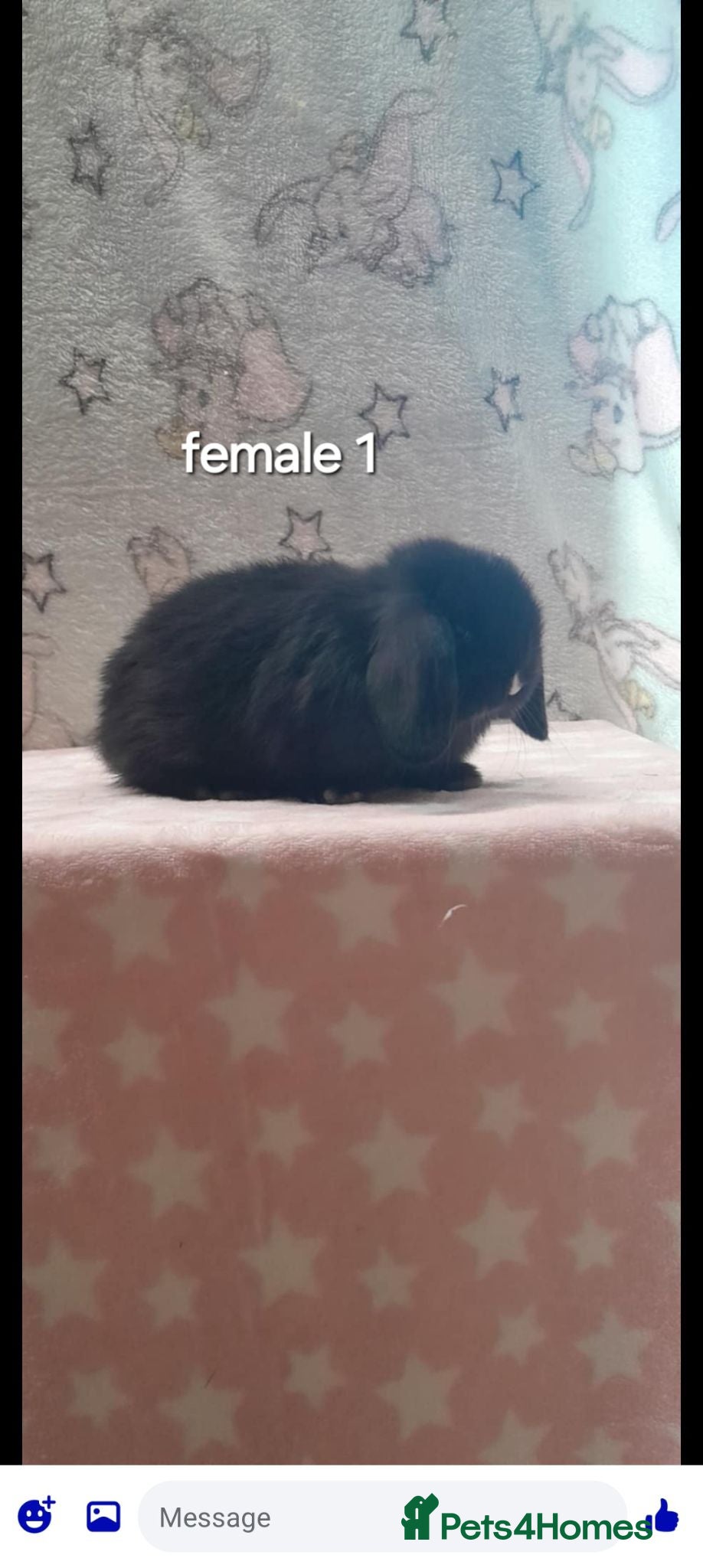 Mini Lop rabbits Stunning purebred mini lops  - Advert 2